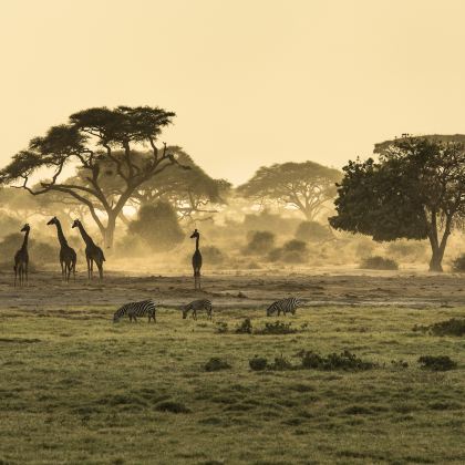 户外探索·肯尼亚+安波塞利国家公园+马赛马拉国家保护区+奈瓦沙+博戈里亚湖7日6晚跟团游
