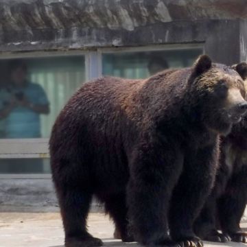 日本北海道札幌+登别+洞爷湖町+函馆+俱知安町+小樽+富良野+美瑛町+白色恋人公园+狸小路商店街+登别樱花道+札幌啤酒博物馆+函馆山+拼布之路9日8晚私家团