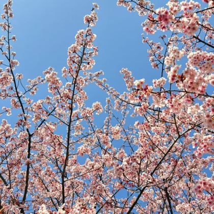 韩国首尔+釜山+济州岛7日6晚拼小团