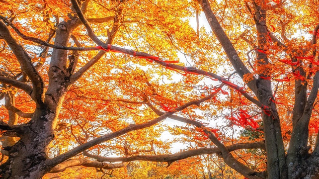 公司35人川西团建2天攻略：徒步+篝火+民宿全包方案