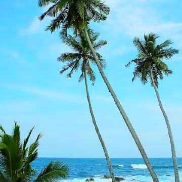 斯里兰卡科伦坡+康提古城+努沃勒埃利耶区+美蕊沙海滩7日6晚私家团