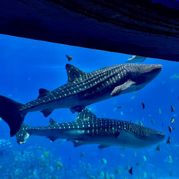 珠海长隆海洋王国+江门+海陵岛6日5晚拼小团