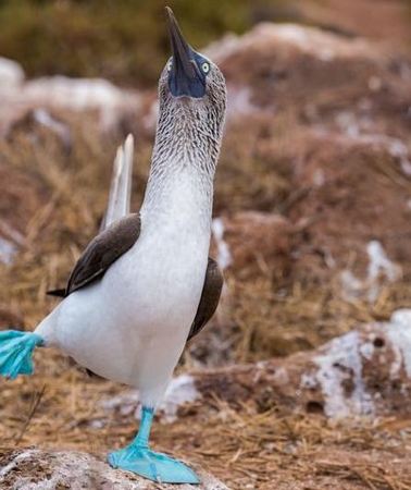 8D7N • Enjoy the Best of Quito and Galapagos (3 Islands ) 8-Day Trip