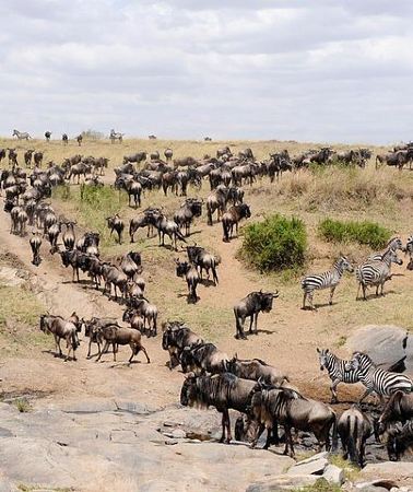 3D2N • 3 Days Maasai Mara Adventure