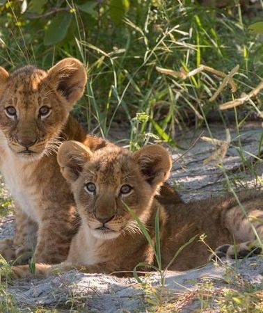 3D2N • 4 Days Victoria Falls Zimbabwe with Chobe National Park Safari Botswana and Livingstone Zambia