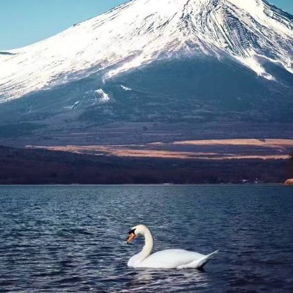日本东京+富士山7日6晚自由行