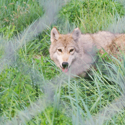 乌兰布统草原+锡林郭勒盟草原+乌拉盖草原+布林泉+阿斯哈图石林景区+达达线+锡林郭勒盟(柳兰沟)+内蒙古锡林郭勒盟+赤峰8日7晚拼小团