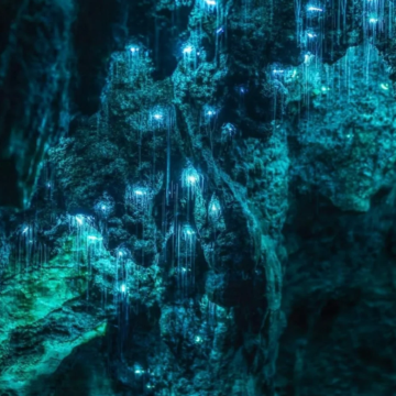 澳大利亚布里斯班+黄金海岸+天宝林山国家公园+龙柏考拉保护区6日5晚私家团