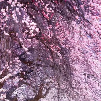 南疆+喀什地区+帕米尔高原+莎车8日7晚自由行