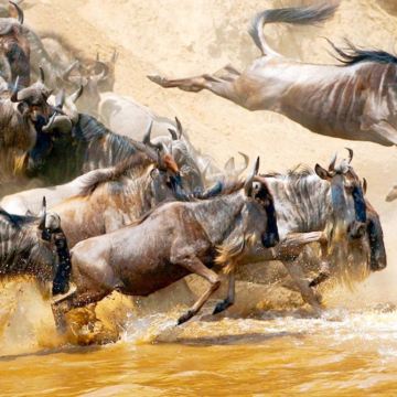 肯尼亚12日11晚拼小团