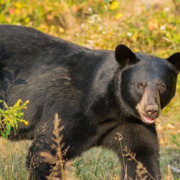 加拿大温哥华+惠斯勒+维多利亚+加拿大落基山脉14日跟团游