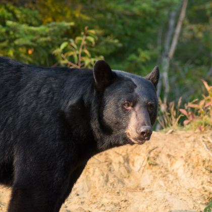 加拿大东西海岸+加拿大落基山脉+汤卜朗山地区国家公园+阿尔冈金省立公园15日跟团游