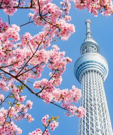 5D4N • Kanto · Tokyo & Mount Fuji - Muslim-Friendly Tour with Tokyo Camii, Tokyo Skytree, Masjid Visit & Halal Meal Recommendations
