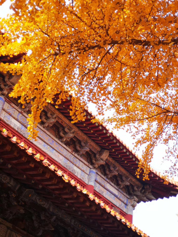 邹城野店遗址攻略,邹城野店遗址门票/游玩攻略/地址/图片/门票价格