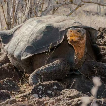 厄瓜多尔基多+加拉帕戈斯省海龟湾海滩8日6晚私家团
