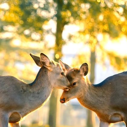 日本东京+富士河口湖町+名古屋+京都+大阪+神户+奈良12日11晚私家团