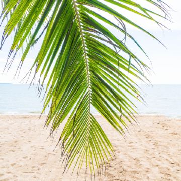 芭堤雅3日2晚自由行