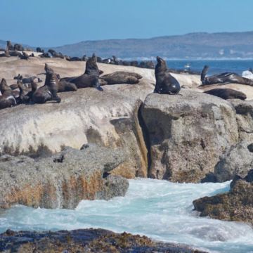 南非开普敦桌山+克尼斯纳+伊丽莎白港7日私家团