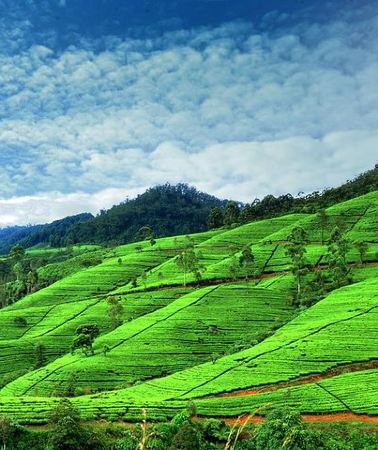 3D2N • 3 Days Tour to Kandy Nuwara Eliya & Sigiriya from Colombo