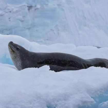 阿根廷+南极洲+南设得兰群岛+南极半岛+中国南极长城站19日跟团游