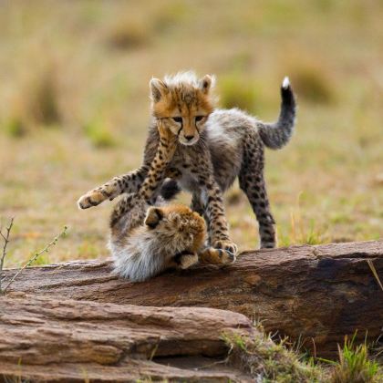 肯尼亚12日11晚私家团