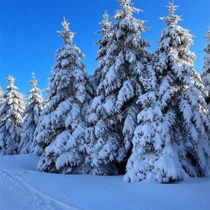 成都+西岭雪山2日1晚私家团