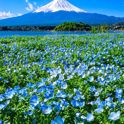 日本大阪+京都+箱根+东京7日6晚私家团