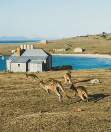 4D3N • Maria Island + Bruny Island + Port Arthur Historic Site