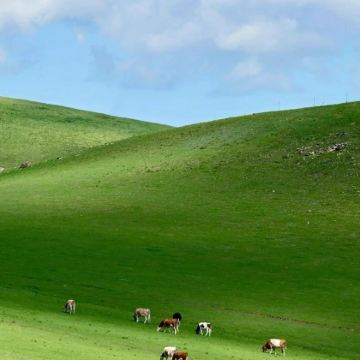 锡林郭勒盟草原+张北坝上草原+乌兰布统旅游区+塞罕坝国家森林公园+坝上+承德7日6晚私家团