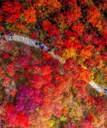 3日2晚 • 新豐+翁源3天團 · 《雲端賞楓》 嶺南紅葉世界觀賞秋楓  廣東“小布達拉宮”「東華禪寺」 【雲髻山灌湯燒鵝+金秋大閘蟹(每人一隻)】