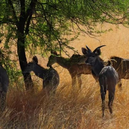 南非+开普敦+约翰内斯堡+好望堡+维多利亚港+好望角9日7晚私家团