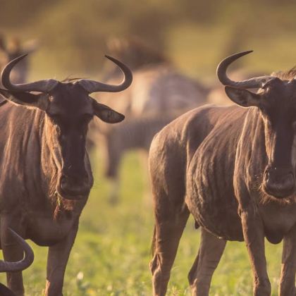 坦桑尼亚塞伦盖蒂国家公园+塔兰吉雷国家公园+恩戈罗恩戈罗火山口7日6晚拼小团