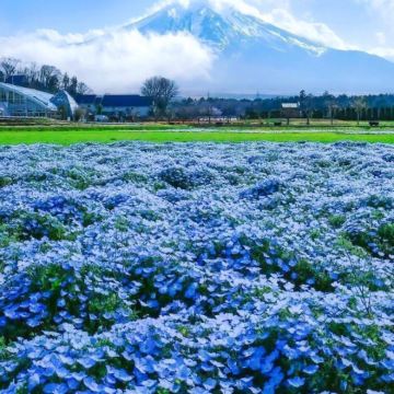 日本东京+富士山+东京迪士尼乐园7日6晚私家团