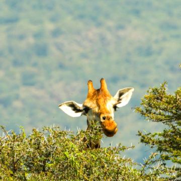 肯尼亚内罗毕+安博塞利+马赛马拉国家保护区+奈瓦沙+纳库鲁8日7晚拼小团