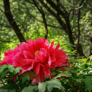 河南郑州+洛阳+开封4日3晚私家团