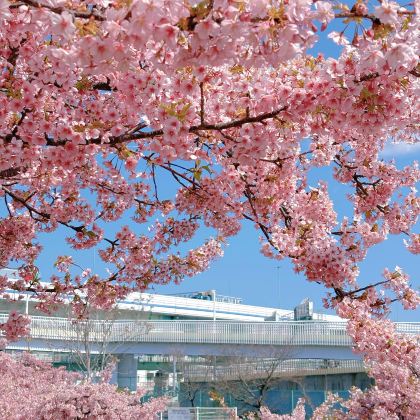 日本东京+日光市6日5晚私家团