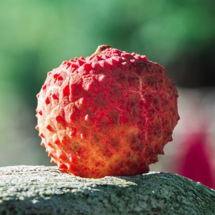 广东茂名+湛江+鼎龙湾国际海洋度假区+中国第一滩旅游度假区+特呈岛+茂名电白区童子湾旅游景区5日4晚跟团游