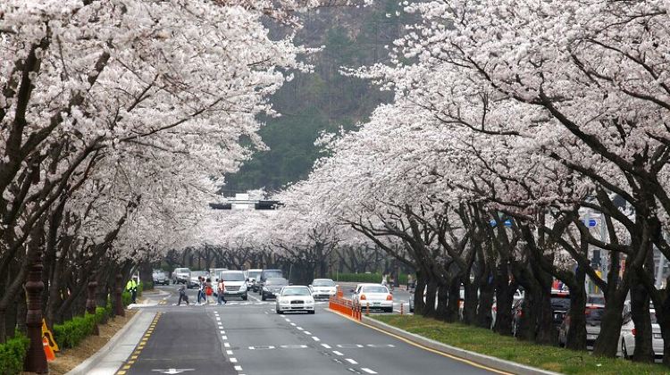 5-Day 5-Day Korea Golden route by K-shuttle Tour from Seoul Including Busan, Yeosu