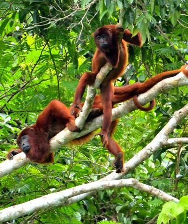 3D2N • 3 - Days Manu National Park Tour from Cusco
