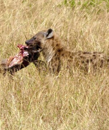 3D2N • Red Elephants & Kilimanjaro Views: 3-day Tsavo East/Amboseli