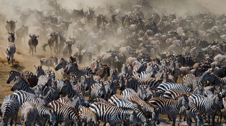 肯尼亚+马赛马拉国家保护区+纳库鲁+安波塞利国家公园6日5晚跟团游·行程当日包机场接送 + 发团保证 + 精华景点 + 可选升级酒店套餐