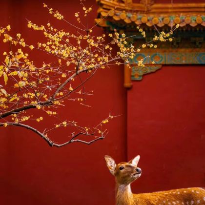 南京4日3晚私家团