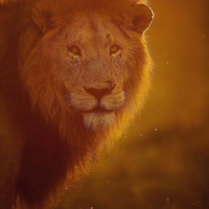 坦桑尼亚塞伦盖蒂国家公园+塔兰吉雷国家公园+恩戈罗恩戈罗火山口6日5晚拼小团