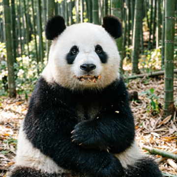 成都+青城山+都江堰+三星堆博物馆3日2晚私家团