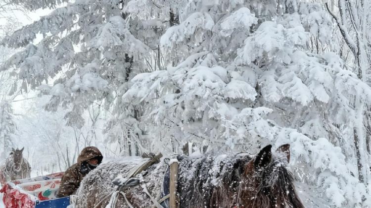 5D4N · Group Tours · Heilongjiang + Mohe + Arctic Village + Beihong Village + The First Bay of Longjiang