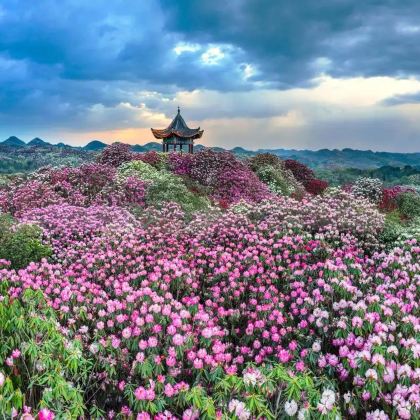 贵阳+百里杜鹃风景区+黄果树景区+织金大峡谷5日4晚私家团