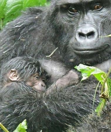 4D3N • 4 Days Gorilla experience Uganda
