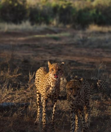 9D8N • Samburu National Reserve + Lake Nakuru National Park + Maasai Mara National Reserve
