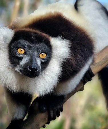 3D2N • 3 Days Visit of Andasibe National Park in Madagascar