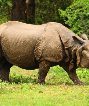 3D2N • Kaziranga Indian Big Five Wildlife Tour